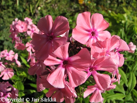 Phlox paniculata 'Rheinlander', syysleimu